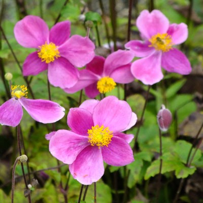 ANEMONE HYBRIDA BOWLES PINK IN VASO DA 17
