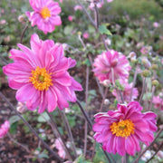 ANEMONE HYBRIDA PAMINA VASO DA 18CM