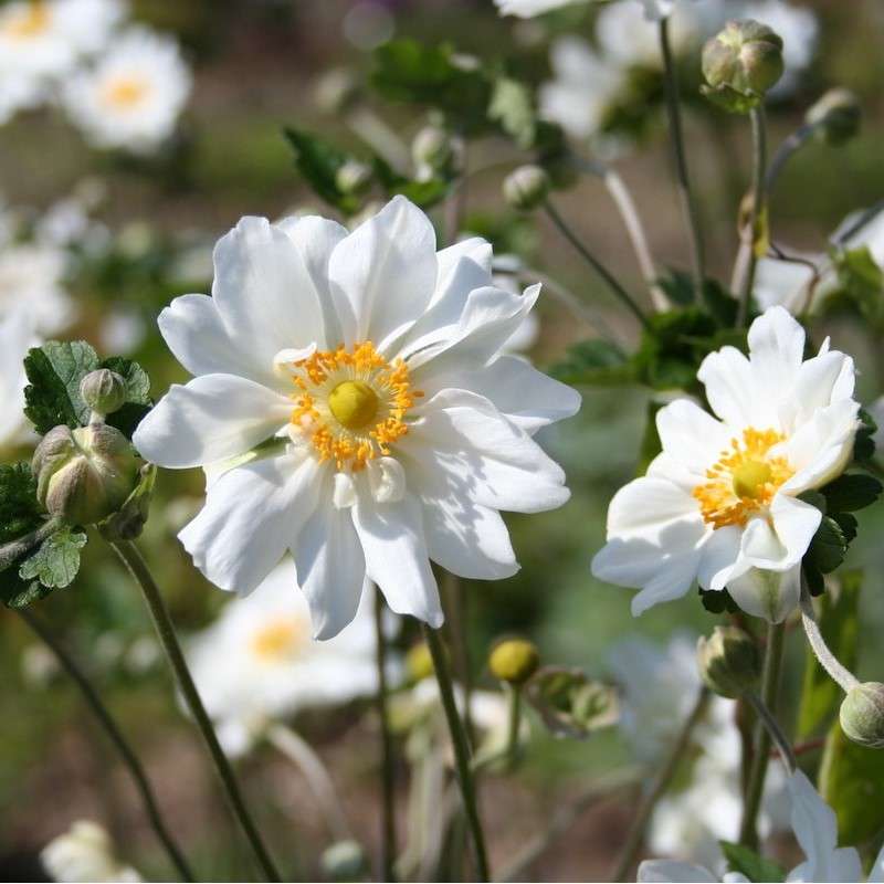ANEMONE HYBRIDA WHIRLWIND IN VASO DA 18CM