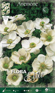 ANEMONE CORONARIA THE BRIDE (CONFEZIONE 20 BULBI)