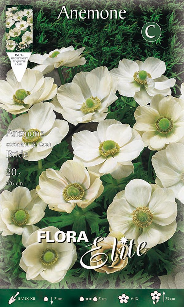ANEMONE CORONARIA THE BRIDE (CONFEZIONE 20 BULBI)