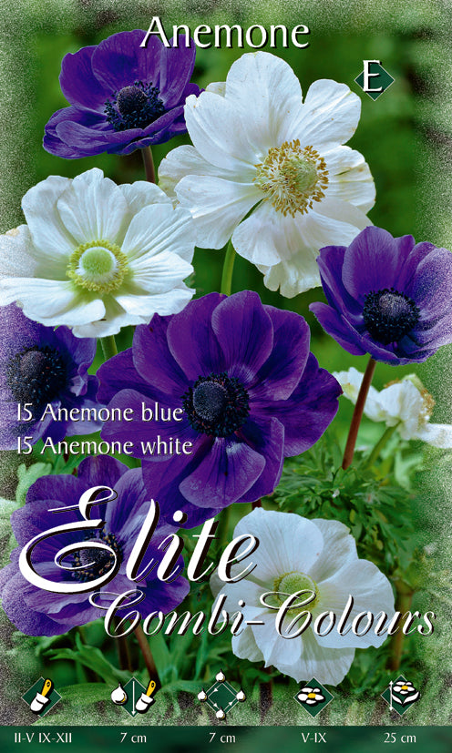 OFFERTA 60 BULBI ANEMONE DE CAEN MIX BLU E WHITE