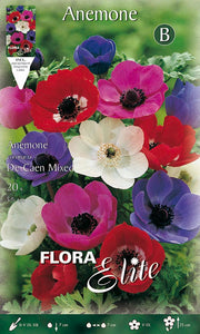 ANEMONE DE CAEN MIX (CONFEZIONE DA 20 BULBI)