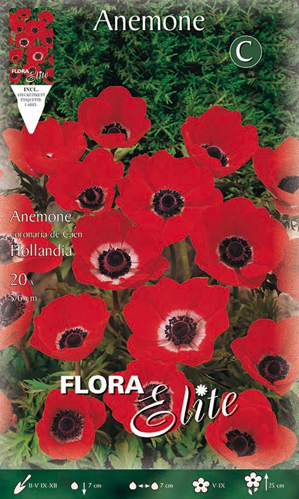 ANEMONE HOLLANDIA (CONFEZIONE 20 BULBI)