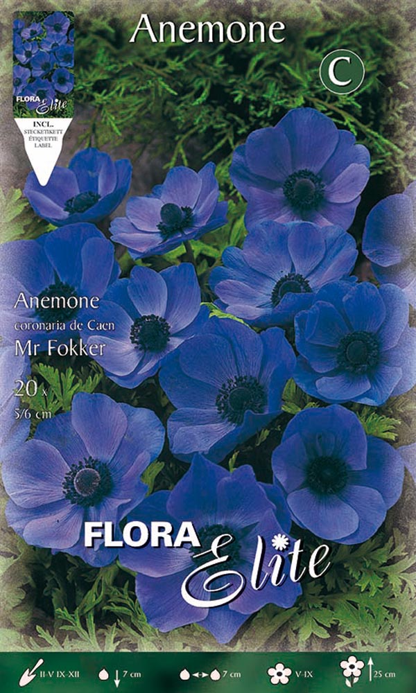 BULBI ANEMONE CORONARIA MR. FOKKER (CONFEZIONE 20 BULBI)