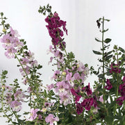 ANGELONIA IN VASO DA 14CM COLORI ASSORTITI