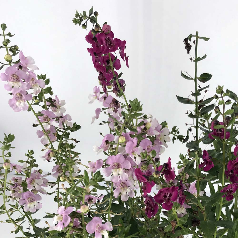 ANGELONIA IN VASO DA 14CM COLORI ASSORTITI