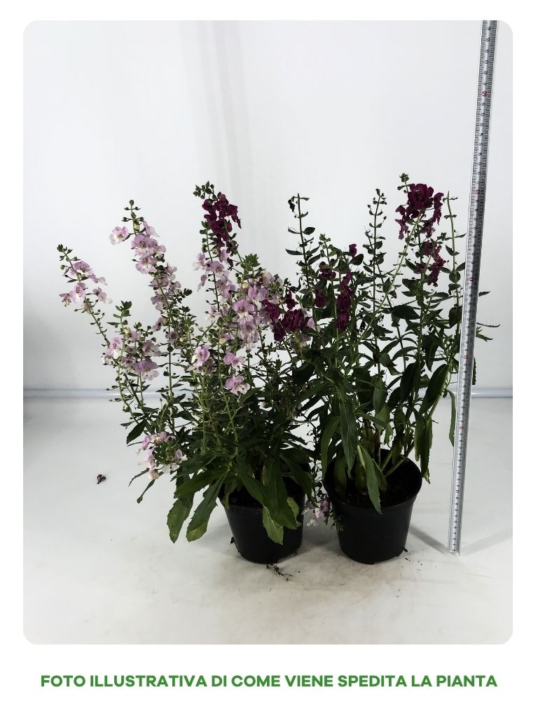 ANGELONIA IN VASO DA 14CM COLORI ASSORTITI