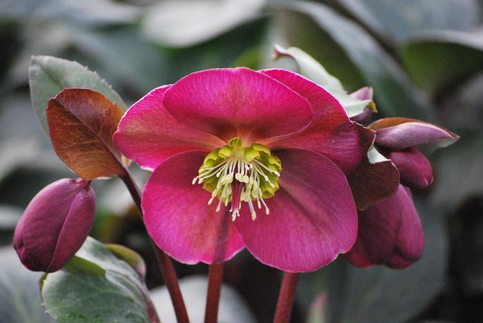 HELLEBORUS FR. K. ANNA'S RED 27CM