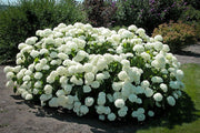 ORTENSIA HYDRANGEA ARBORESCENS ANNABELLE VASO 18CM