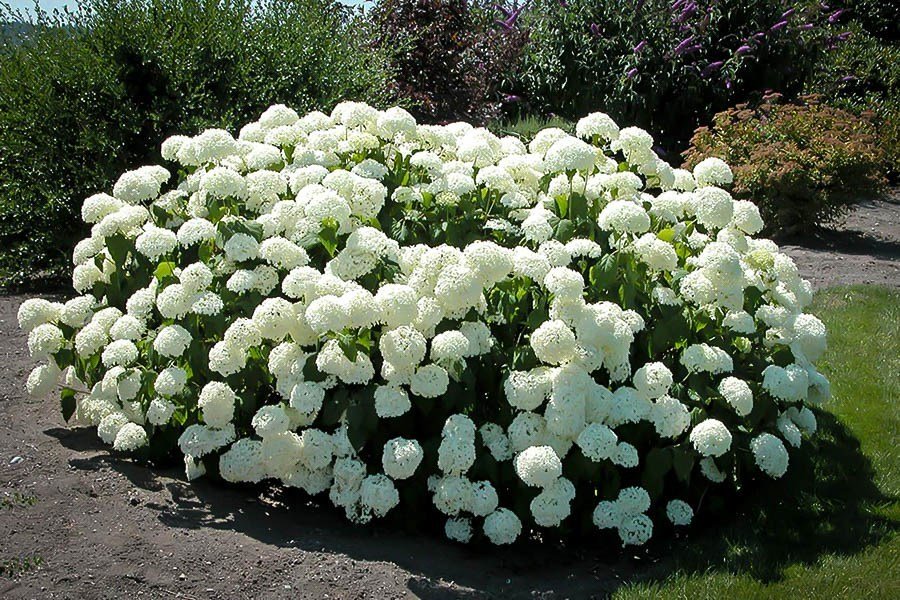 ORTENSIA HYDRANGEA ARBORESCENS ANNABELLE VASO 17CM