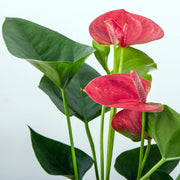 ANTHURIUM KARMA SWEET DREAM IN VASO 17CM