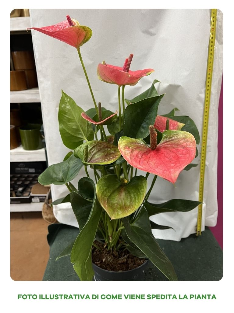 ANTHURIUM KARMA SWEET DREAM IN VASO 17CM