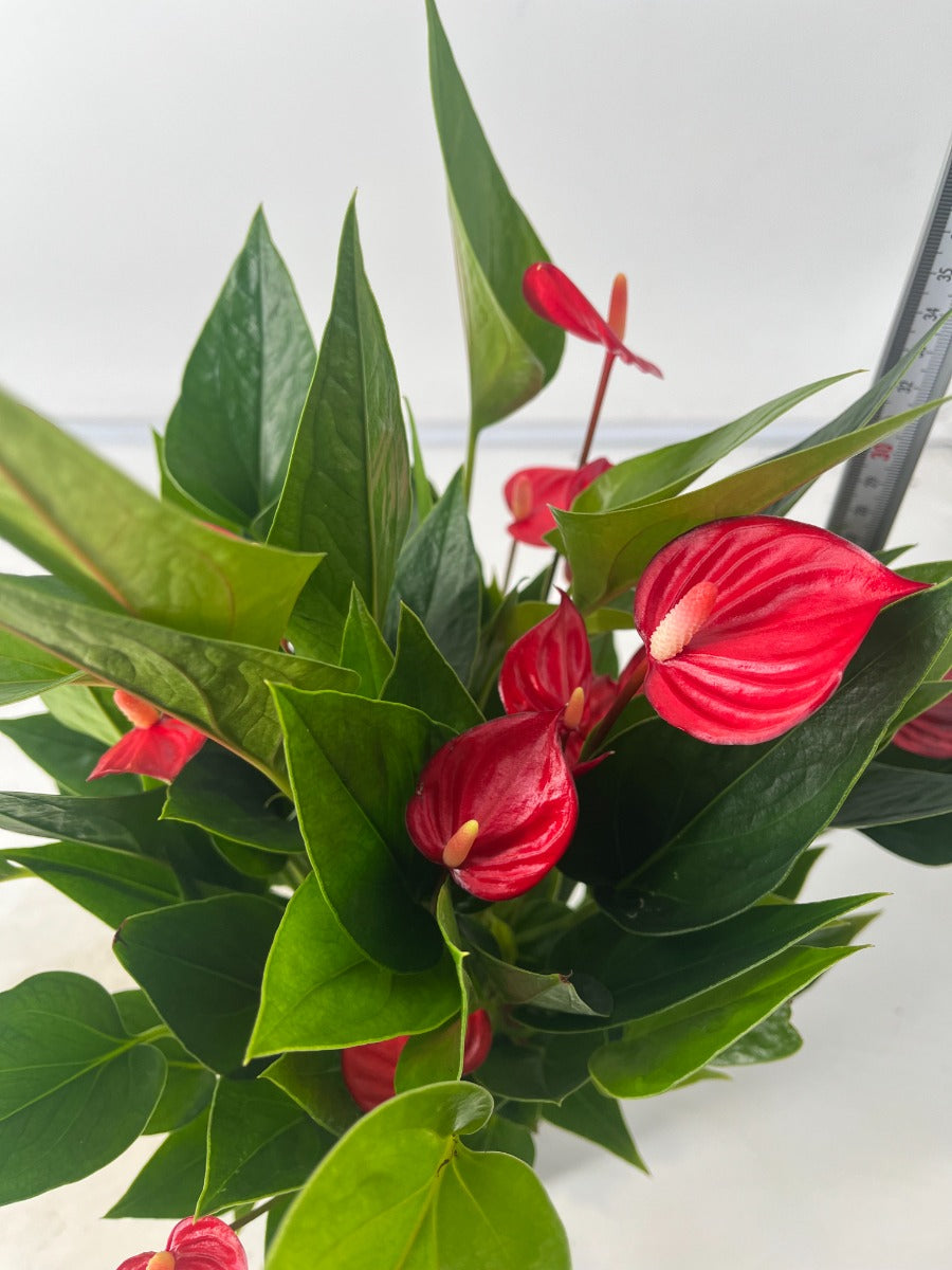 ANTHURIUM MILLION FLOWERS RED IN VASO 13CM