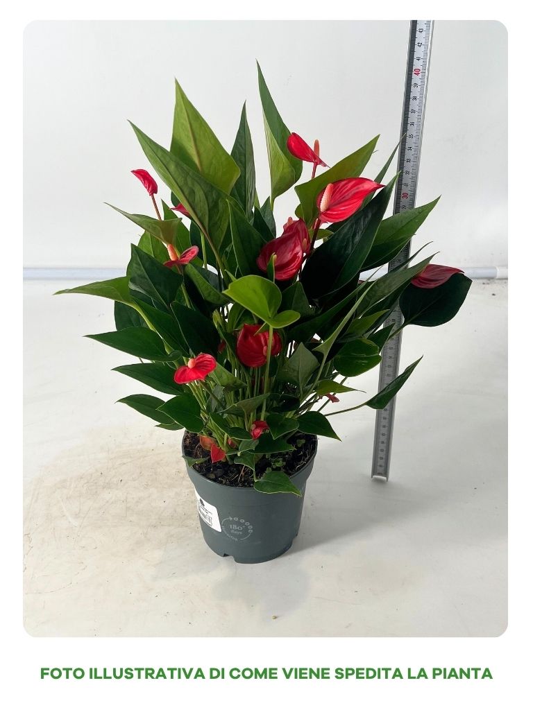 ANTHURIUM MILLION FLOWERS RED IN VASO 13CM