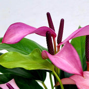 ANTHURIUM ZIZOU VIOLA IN VASO 12CM
