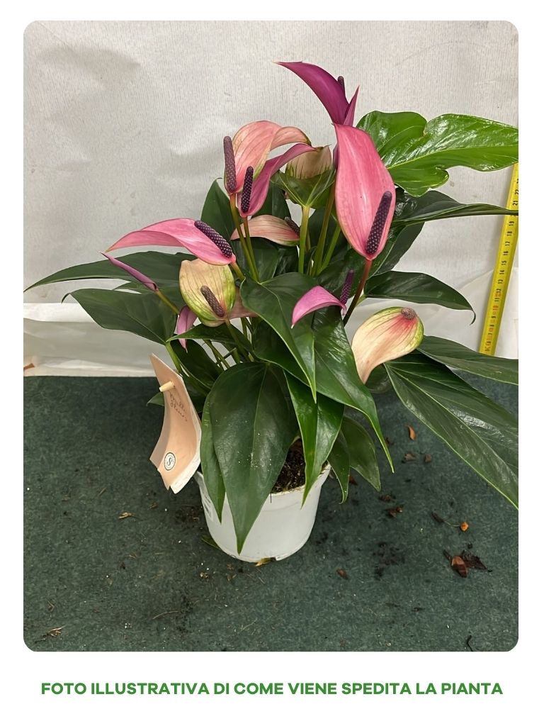 ANTHURIUM ZIZOU VIOLA IN VASO 12CM
