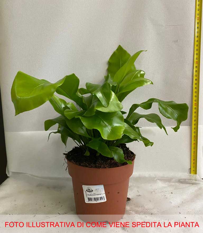 ASPLENIUM NIDUS VASO 14CM