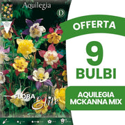 OFFERTA 9 BULBI AQUILEGIA MCKANNA IN MIX DI COLORI
