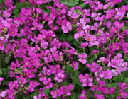 ARABIS CAUCASICA ROSA IN VASO 14CM