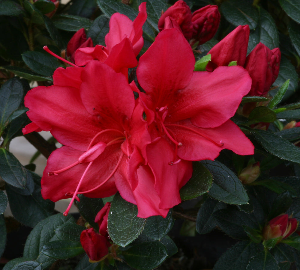 AZALEA JAPONICA RUSTICA ARABESK VASO 18CM
