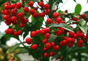 ARDISIA CRENATA IN VASO DA 11CM