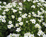 ARENARIA MONTANA IN VASO 17CM