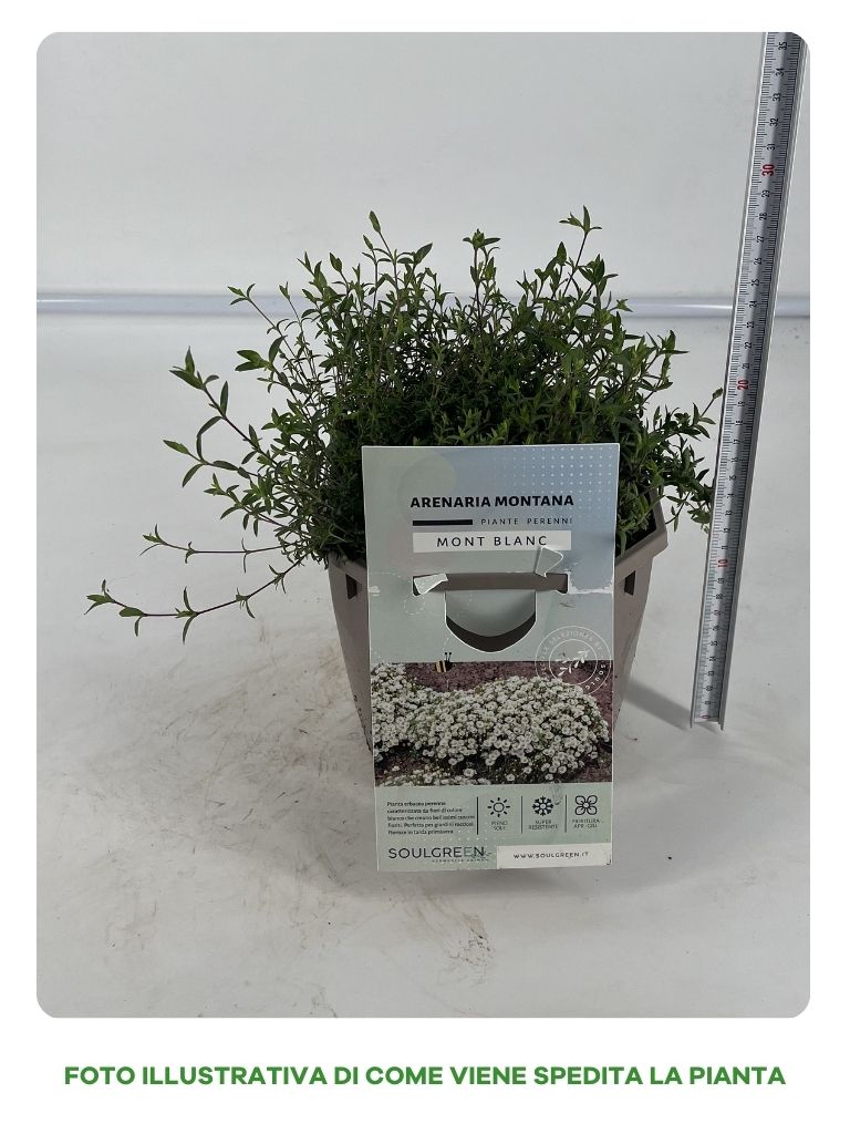 ARENARIA MONTANA IN VASO 17CM