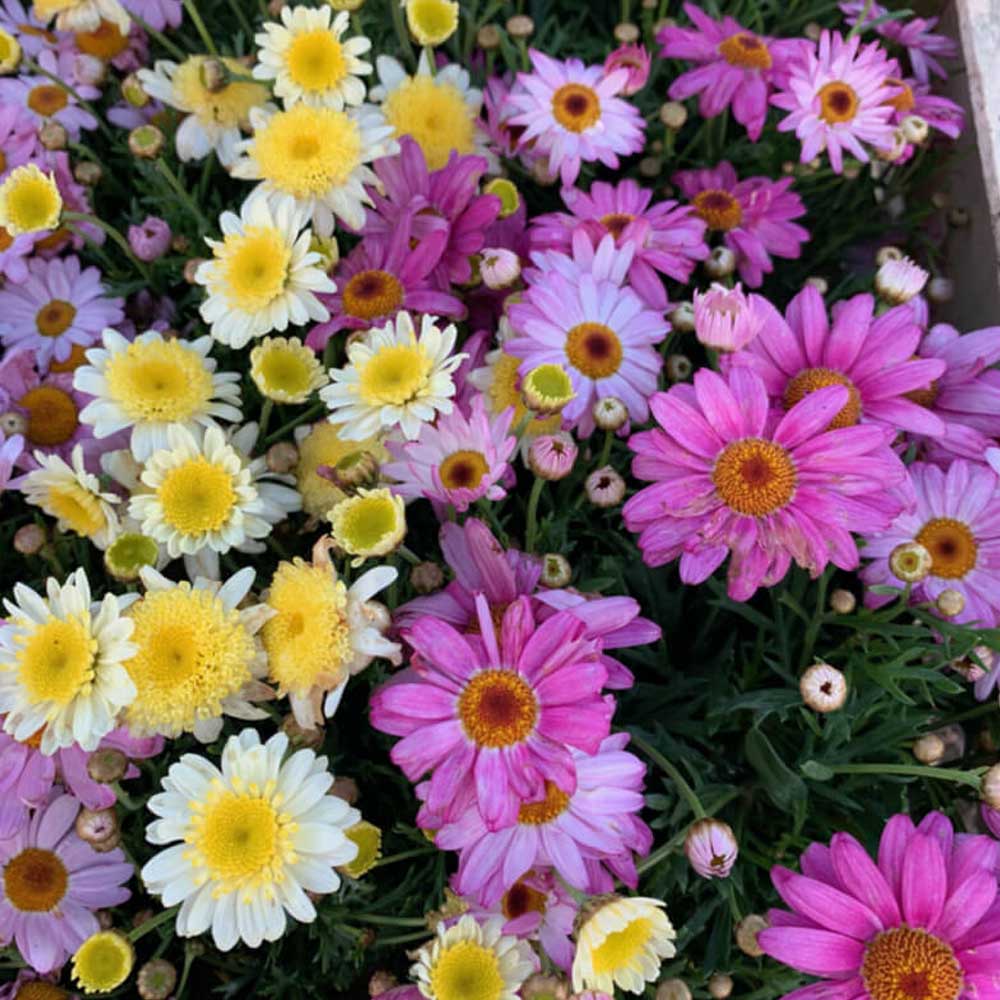 ARGYRANTHEMUM MARGHERITE IN VASO DA 18CM COLORI ASSORTITI