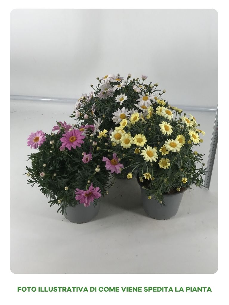 ARGYRANTHEMUM MARGHERITE IN VASO DA 18CM COLORI ASSORTITI