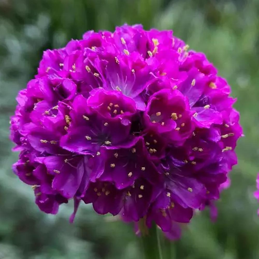 ARMERIA DRAEMERIA SWEET DREAMS VASO 15CM