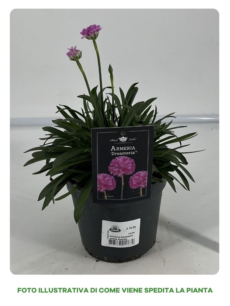 ARMERIA DRAEMERIA SWEET DREAMS VASO 15CM