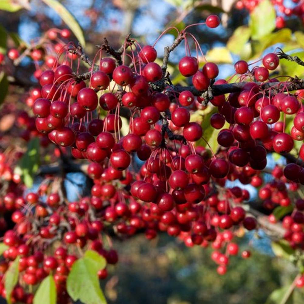 ARONIA BRILLIANT ROSSA IN VASO 15CM