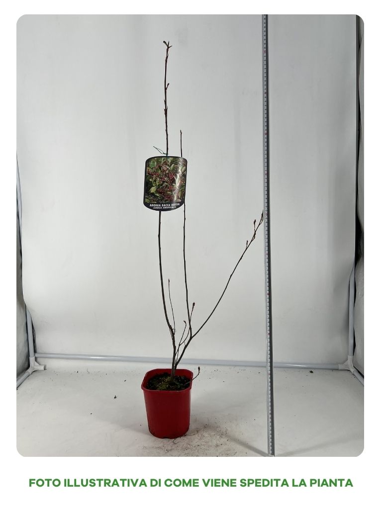 ARONIA BRILLIANT ROSSA IN VASO 15CM