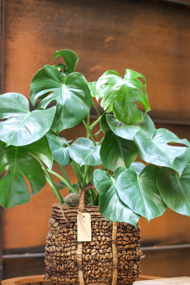 MONSTERA DELICIOSA VASO 17CM