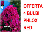 OFFERTA 4 BULBI PHLOX RED