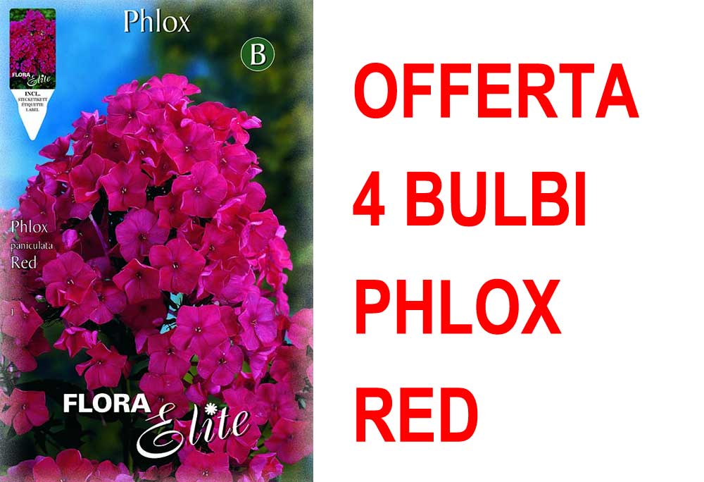 OFFERTA 4 BULBI PHLOX RED