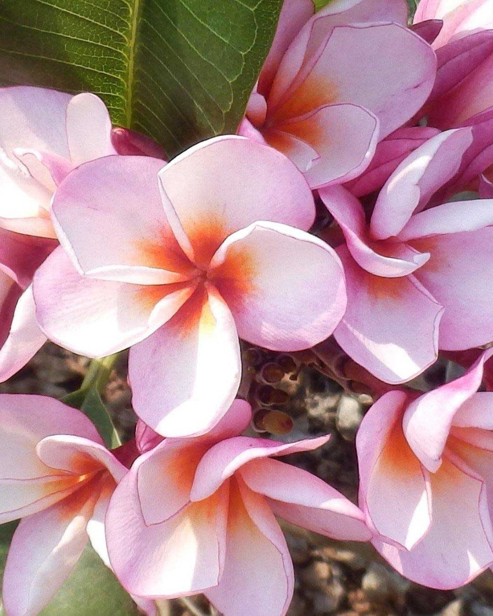 PLUMERIA POMELIA RHAPSODY IN VASO 18CM