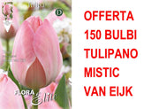 OFFERTA 150 BULBI TULIPANO DARWIN HYBRID MYSTIC VAN EIJK