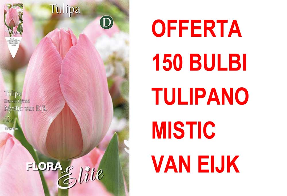 OFFERTA 150 BULBI TULIPANO DARWIN HYBRID MYSTIC VAN EIJK