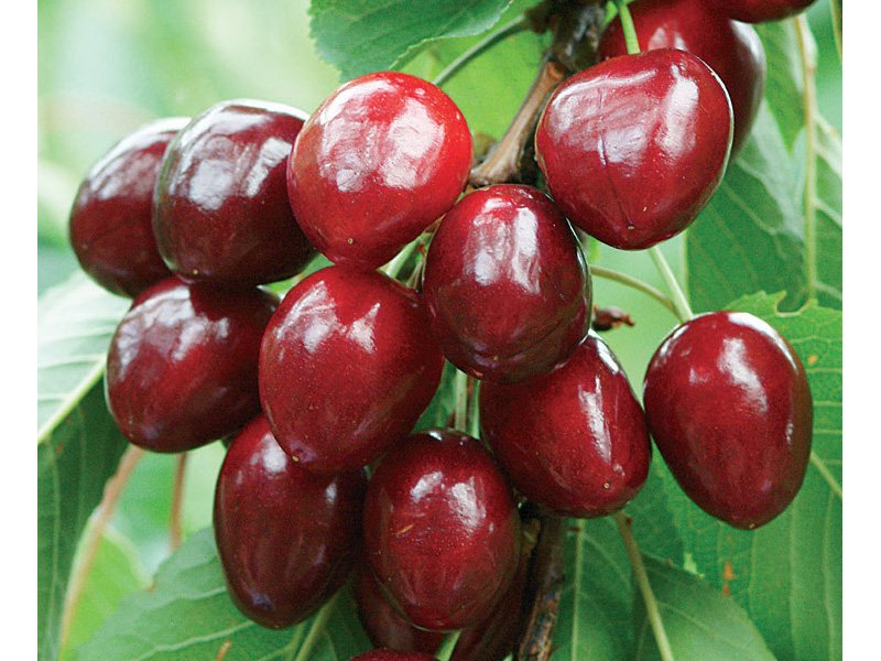 CILIEGIO DURONE DI VIGNOLA II (1 PIANTA)