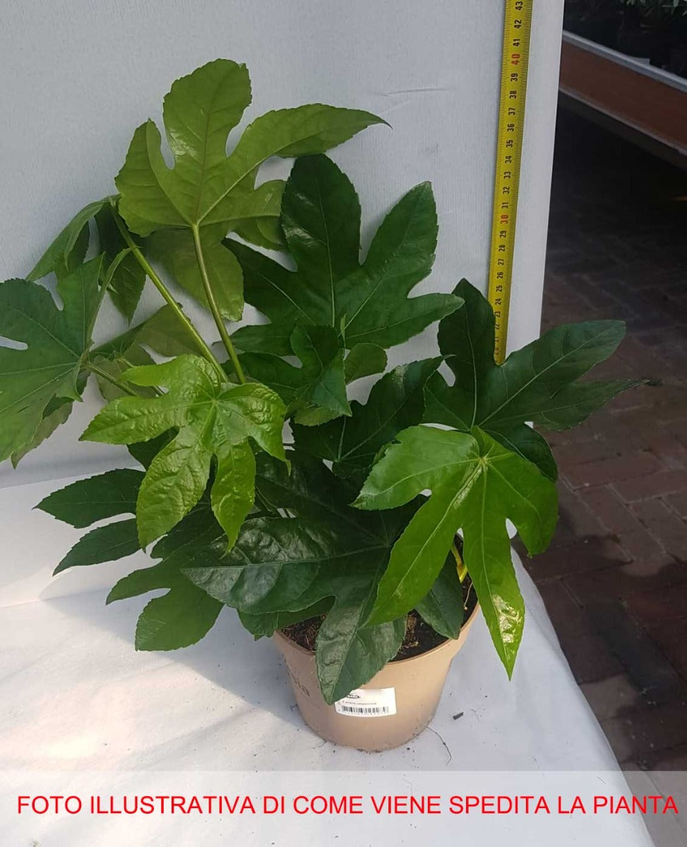 FATSIA JAPONICA ARALIA VASO 15CM