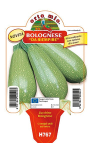 3 PIANTE IN VASO Ø10CM DI ZUCCHINO BOLOGNESE DA RIEMPIRE
