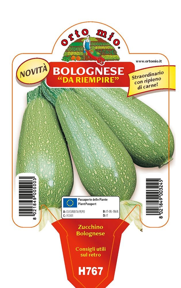 3 PIANTE IN VASO Ø10CM DI ZUCCHINO BOLOGNESE DA RIEMPIRE