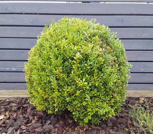 ILEX CRENATA CAROLINE IN VASO 26CM