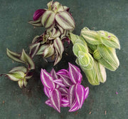 OFFERTA 3 PIANTE DI TRADESCANTIA IN MIX DI VARIETA' VASO 6CM