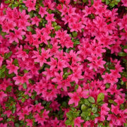 AZALEA JAPONICA RUSTICA ANOUK ANNA FRAK VASO 18CM