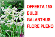 OFFERTA 150 BULBI GALANTHUS NIVALIS FLORE PLENO