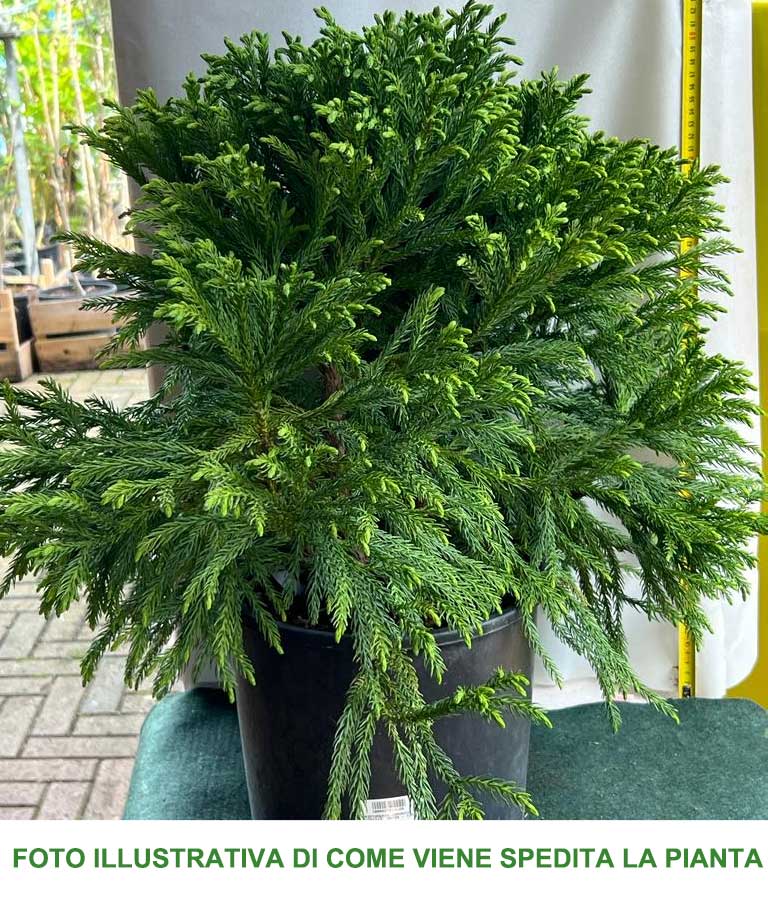 CRYPTOMERIA JAPONICA NANA VASO 26CM