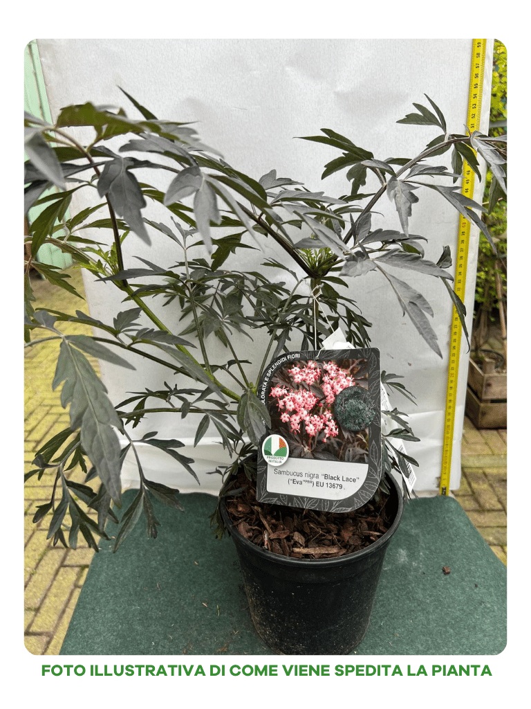 SAMBUCUS SAMBUCO NIGRA BLACK LACE IN VASO 18CM